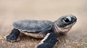 baby turtle